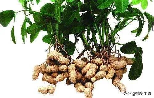 最大的花生品种