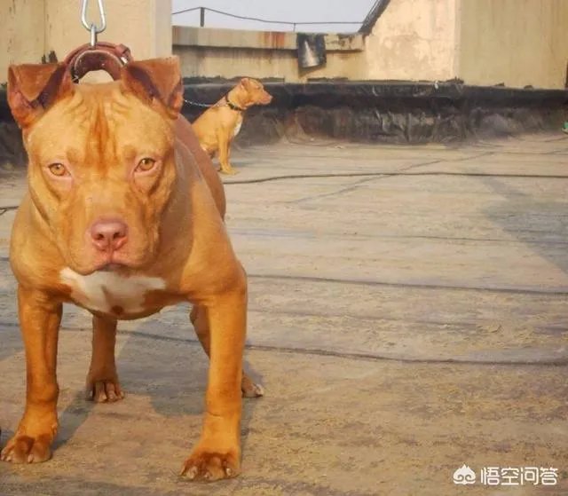 土狗能打的过比特犬吗?