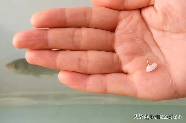 用剩下的大米饭如何能做出来鱼诱饵?