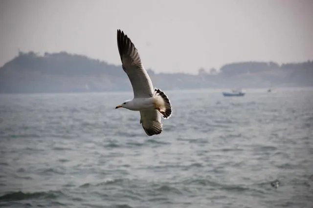 大连海上一帮人抓还海鸥拍照,海鸥翅膀都快被折断了,你怎么看待这件事?