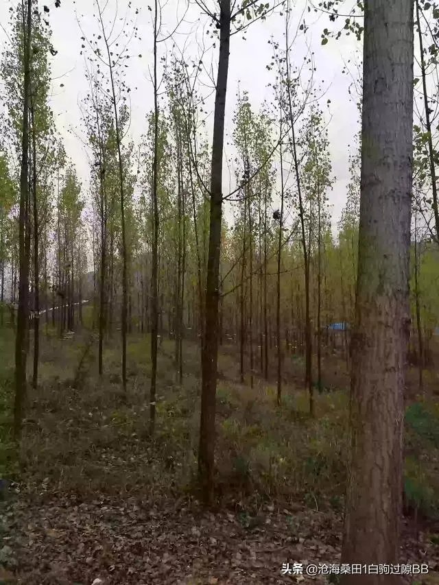 一个初入养殖行业新手,怎样更好的进行柴鸡养殖?需要注意什么?