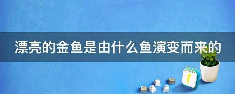 漂亮的金鱼是由什么鱼演变而来的