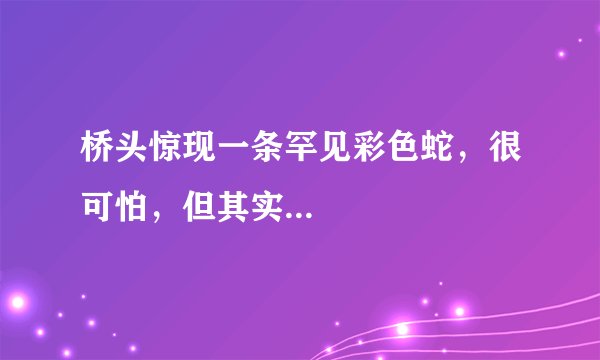 桥头惊现一条罕见彩色蛇，很可怕，但其实...
