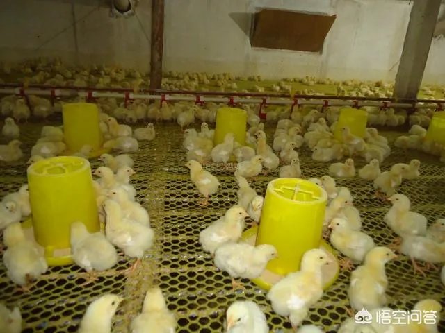 养殖小鸡为什么经常被踩死，拧断脖子呢？养殖密度到底是多少个一平方较为较为适宜呢？