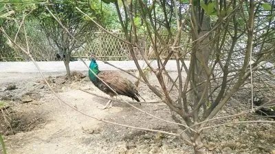 如何看待孔雀遭游客拔毛?