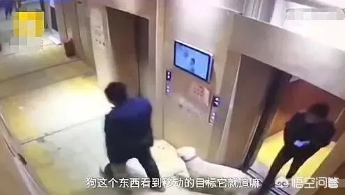 宠物狗不牵绳追撵9岁男童,深圳犬主被罚款500元, 你怎么看?