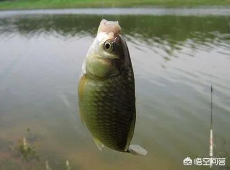 用剩下的大米饭如何能做出来鱼诱饵?