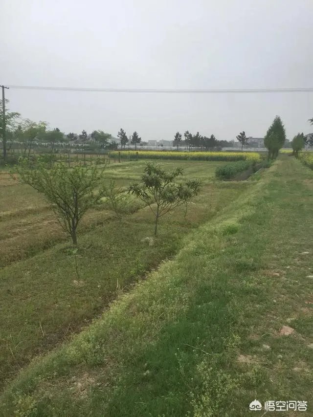 农村租地一亩地租金600,农民觉得划算吗?愿意租吗?