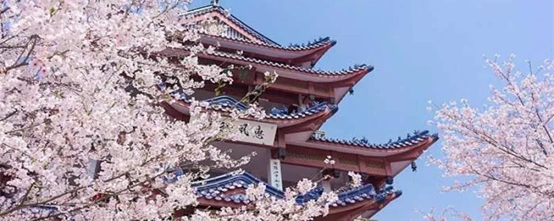 武汉大学樱花什么时候开