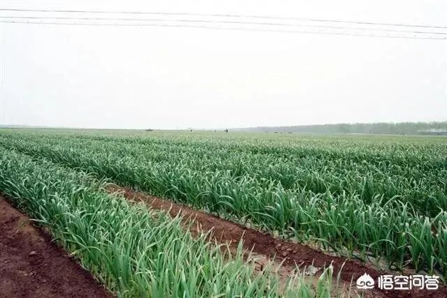 2019年会不会重现当年的“蒜你狠”?