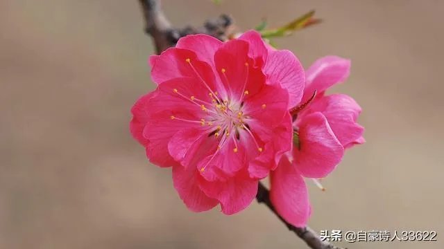王宝强的母亲去世了,为什么媒体铺天盖地的报道?