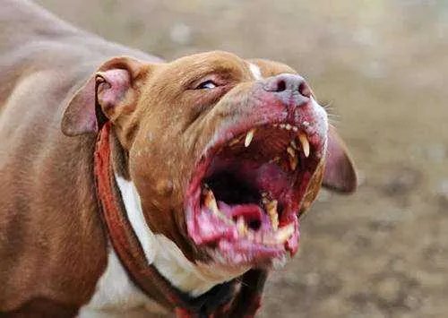 比特犬和藏獒犬哪个更厉害？