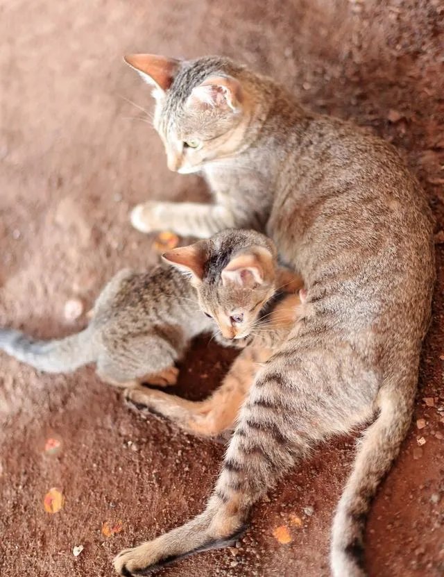 母猫把刚生的两只小猫吃了,是怎么回事?