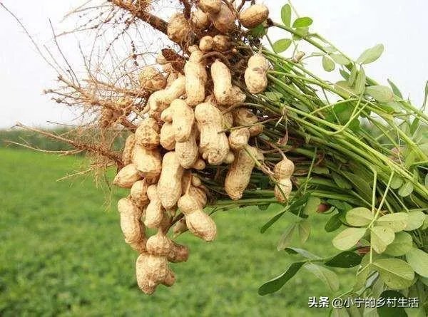 最大的花生品种