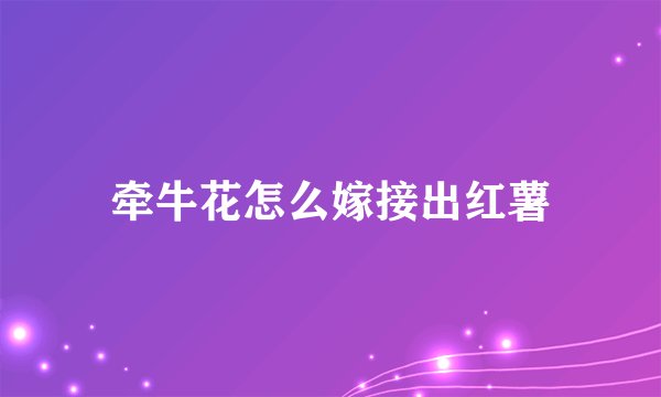 牵牛花怎么嫁接出红薯