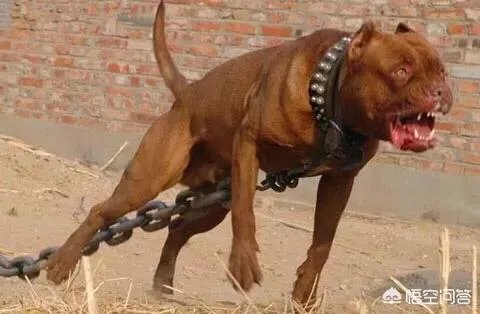 土狗能打的过比特犬吗?