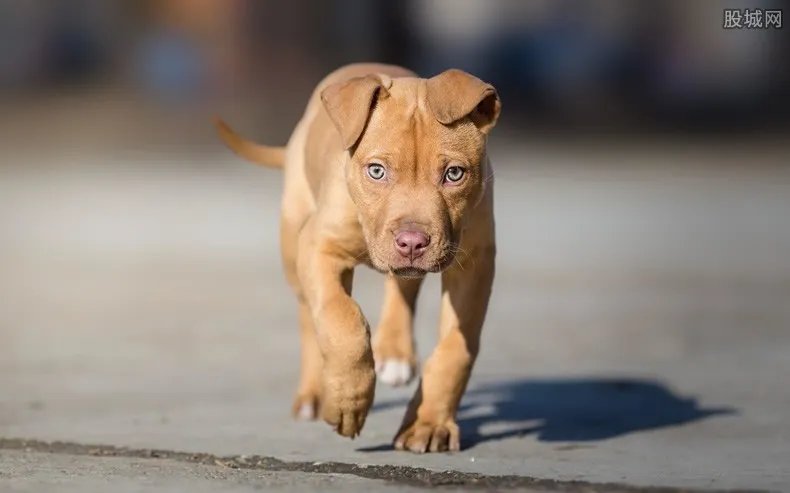 恶霸犬多少钱一只？恶霸犬价格贵吗？