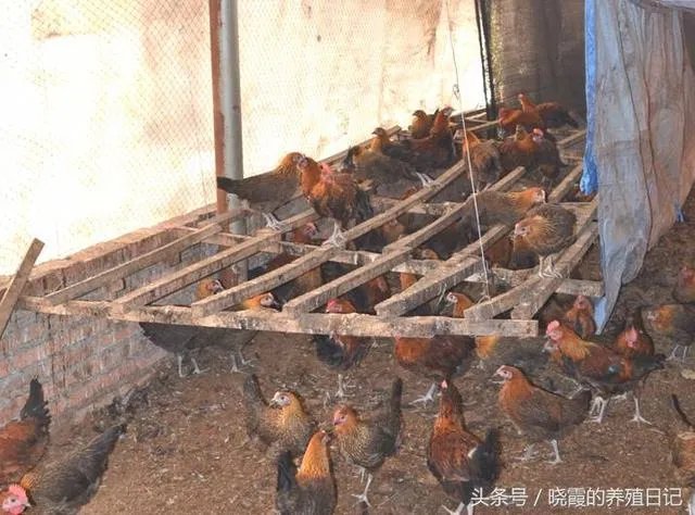 一个初入养殖行业新手,怎样更好的进行柴鸡养殖?需要注意什么?