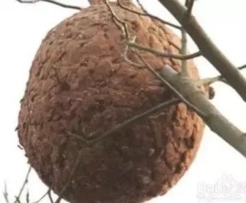 一个初入养殖行业新手,怎样更好的进行柴鸡养殖?需要注意什么?