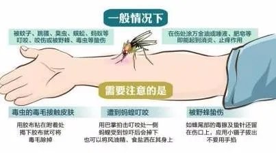 小腿被蚊子叮溃烂怎么办?蚊子咬了很痒怎么办?