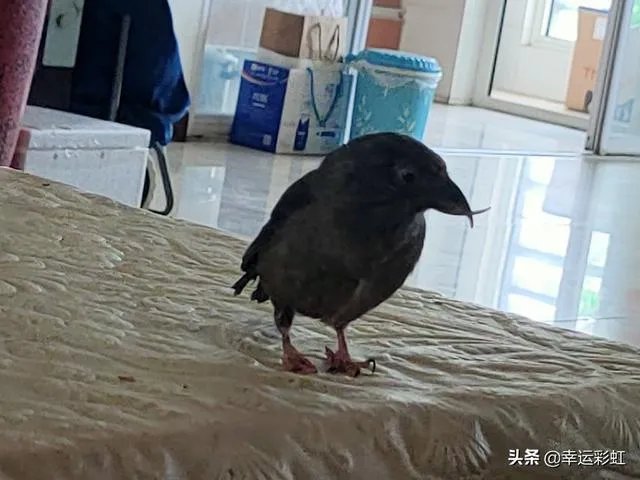你跟宠物在一起最开心的事是什么?