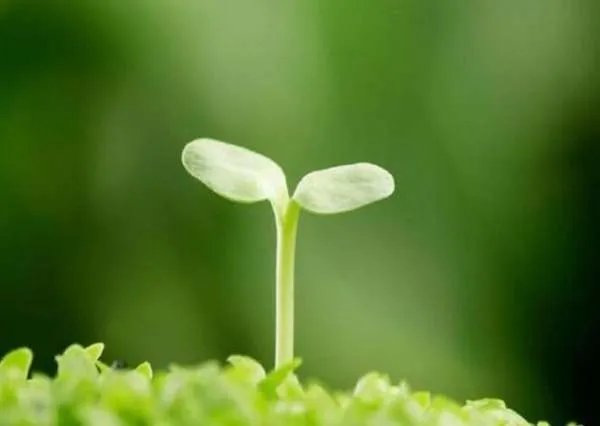 张京16年前用英文说梦想是当外交官,梦想对人的激励作用是怎样的?