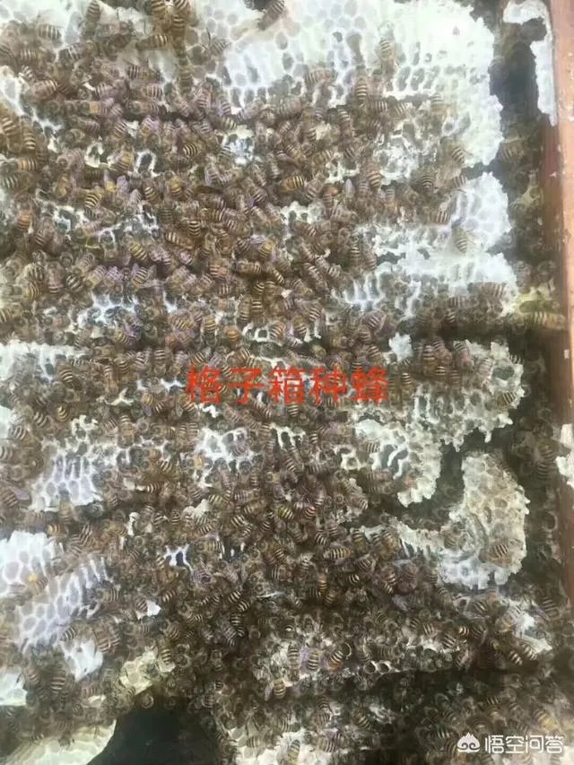 在果园养殖蜜蜂有什么好处?