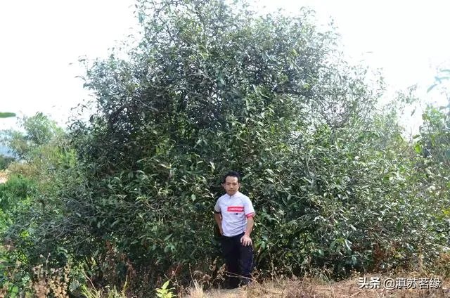 请你介绍几种临沧的古树茶?