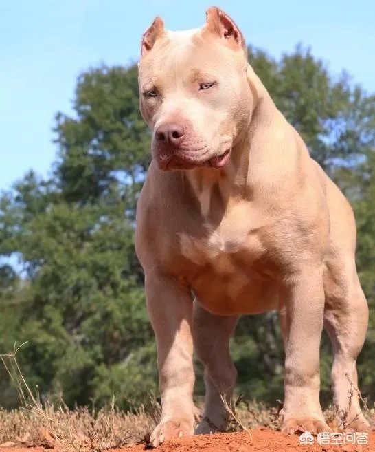 土狗能打的过比特犬吗?