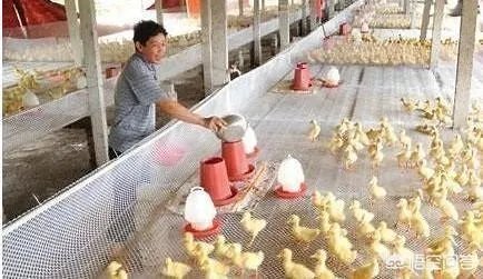 养殖小鸡为什么经常被踩死，拧断脖子呢？养殖密度到底是多少个一平方较为较为适宜呢？