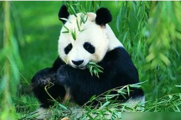 雅安一野生大熊猫经救治无效死亡,大熊猫死前有何异常?