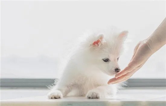 萌犬俊介君是什么品种