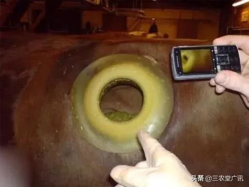 为什么要在奶牛身上挖个洞,还常常伸手去掏?难道它们不会痛吗?
