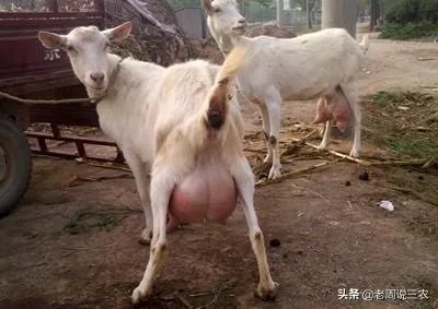 奶山羊都很瘦吗?养殖要注意什么?