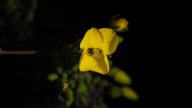 红菜苔怎么摘