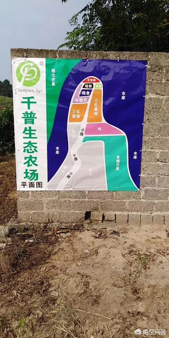 一个初入养殖行业新手,怎样更好的进行柴鸡养殖?需要注意什么?