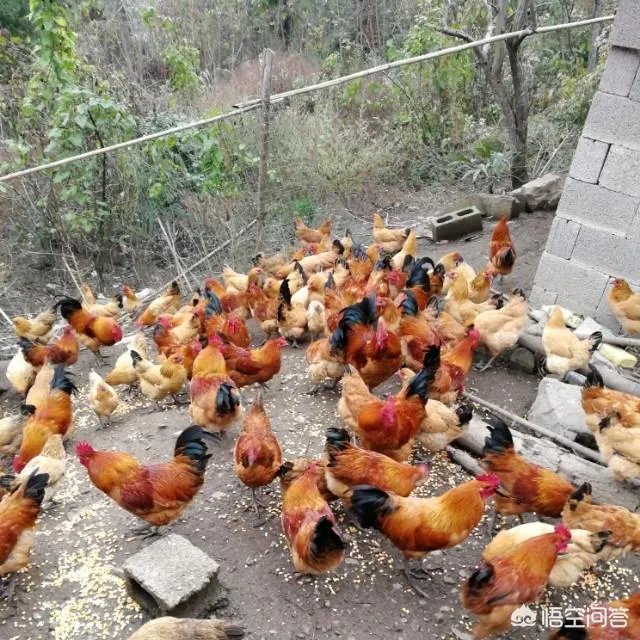养鸡500只需要多少成本?