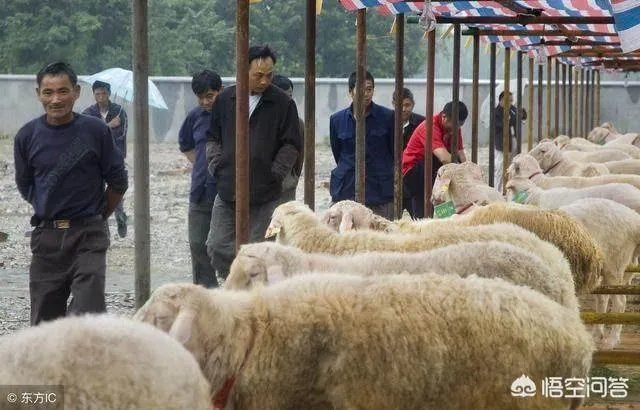 听说有些地方湖羊受欢迎是真的吗?为什么?