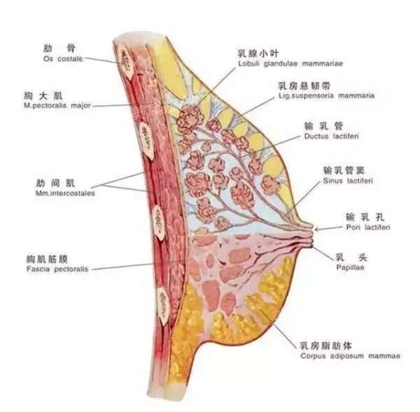 女子15年不穿胸罩,结果惊呆众人!(图)
