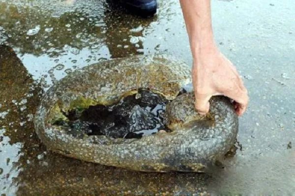 尼斯湖水怪举世皆知,那我们中国有哪些有名的水怪?