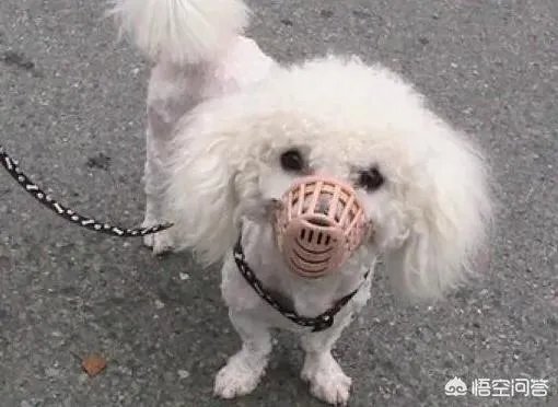 家里从小养的狗，疫苗该打的都打，会咬人吗？或者说会在什么情况下咬人？