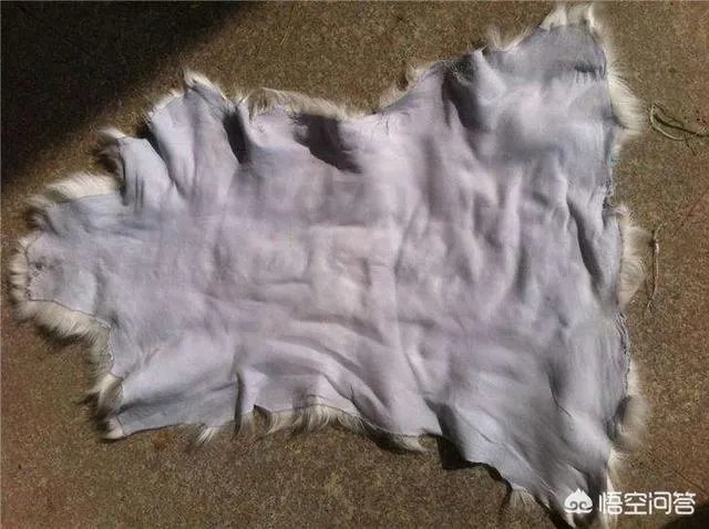 听说有些地方湖羊受欢迎是真的吗?为什么?