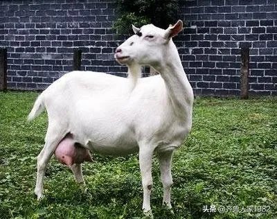 奶山羊都很瘦吗?养殖要注意什么?