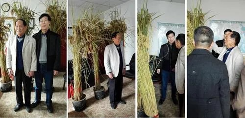 袁隆平有哪些贡献?