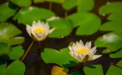 穿越近千年！900多岁古莲复活开花，这是一幕什么样的场景？