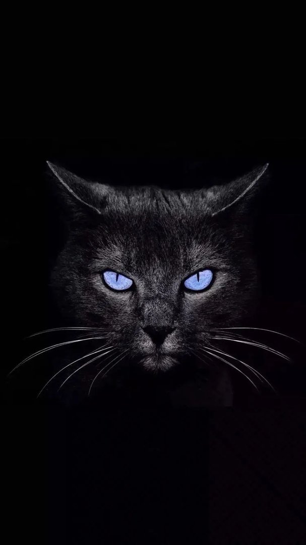 《抖音短视频》黑猫睁眼高清壁纸图片分享