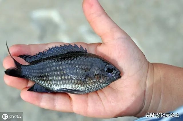 池塘里没有放鱼,但是过一段时间有小鱼了,是怎么产生的呢?