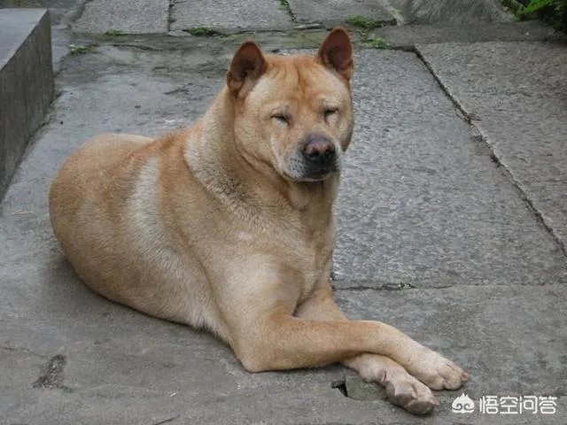 土狗能打的过比特犬吗?